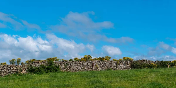 Kamenný Plot Farmářském Poli Irsku Létě Modrá Obloha Nad Zeleným — Stock fotografie