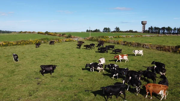 Stado Krów Zielonym Pastwisku Letni Dzień Irlandii Wypas Farmie Dla — Zdjęcie stockowe