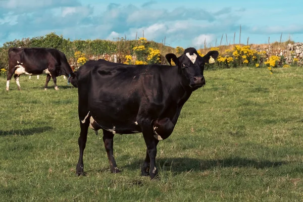 Jedna Słodka Czarna Krowa Pastwisku Irlandzkiej Farmy Mlecznej Czarna Krowa — Zdjęcie stockowe