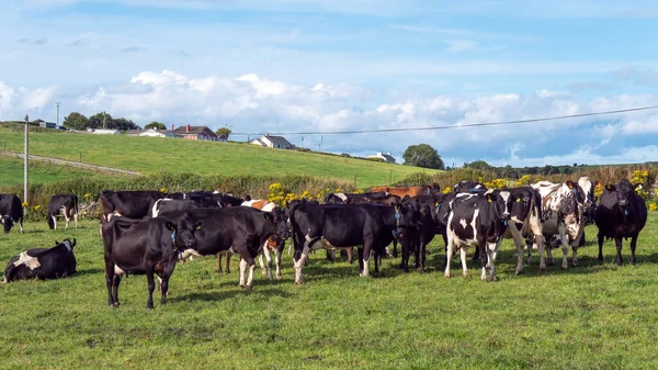 A herd of cows on a green pasture of a dairy farm in Ireland. A green grass field and cattle under a blue sky. Agricultural landscape, cow on green grass field.