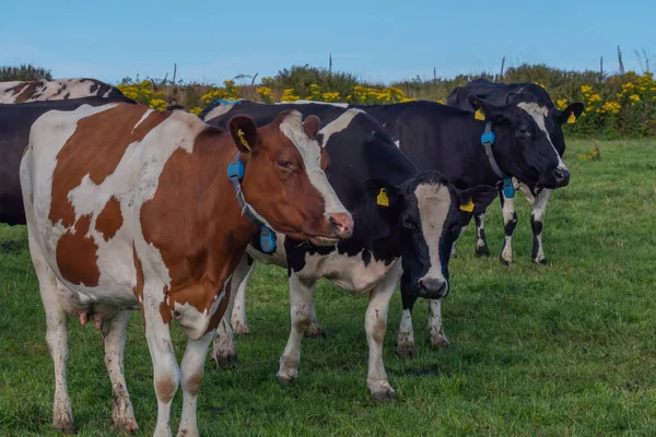夏の夜 アイルランドの家畜農場の緑の牧草地にある角のない牛 緑の芝生のフィールドに黒と茶色の牛 — ストック写真