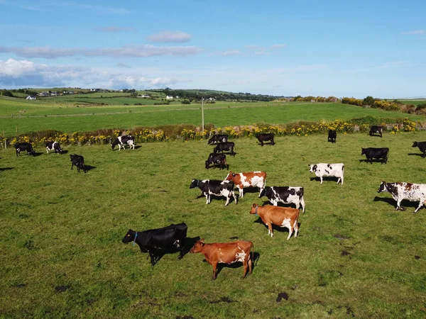 cows on a green pasture on a summer day in Ireland. Grazing on a livestock farm. Agricultural landscape. Ecological animal husbandry. Herd of cow on green grass field