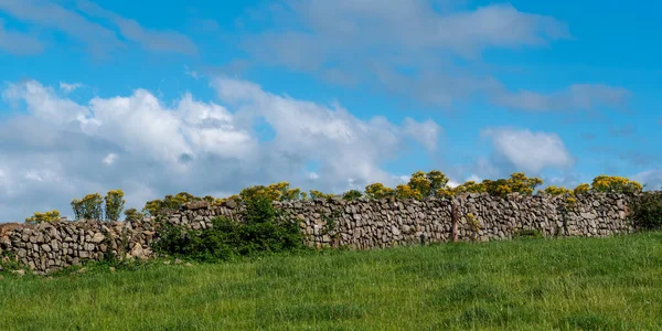 Каменный Забор Фермерском Поле Ирландии Лето Голубое Небо Над Зеленым — стоковое фото