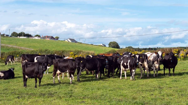 A cows on a green pasture of a dairy farm in Ireland. A green grass field and cattle under a blue sky. Agricultural landscape, cow on green grass field.