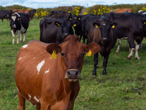 Unas Cuantas Vacas Sin Cuernos Campo Una Granja Ganadera Irlanda —  Fotos de Stock
