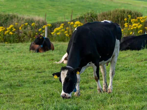 One Black White Cow Eats Grass Irish Farm Field Summer — Stock Photo, Image