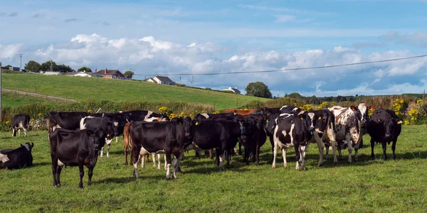 A herd on a green pasture of a dairy farm in Ireland. A green grass field and cattle under a blue sky. Agricultural landscape, cow on green grass field.