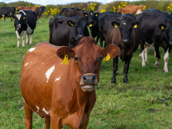 Unas Cuantas Vacas Sin Cuernos Verde Pasto Una Granja Ganadera —  Fotos de Stock