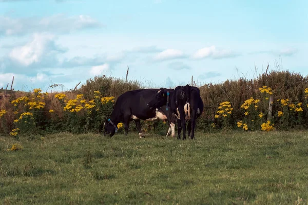 A few cows on a green field of a livestock farm in Ireland. Cattle grazing, cow on green grass field.