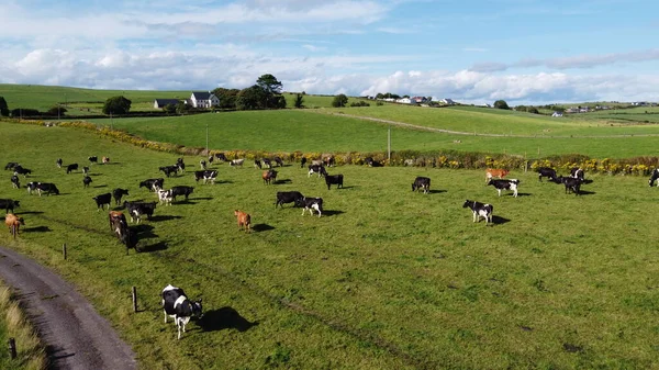 Αγελάδες Βοσκότοπο Καλοκαίρι Στην Ιρλανδία Βόσκεις Φάρμα Ζώων Αγροτικό Τοπίο — Φωτογραφία Αρχείου