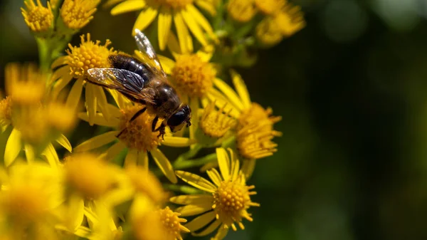 A large bee-like fly sits on a yellow flower, macro. Hover flies, also called flower flies or syrphid flies, family Syrphidae.