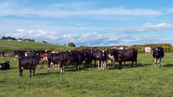 A herd of cows on a green pasture of a dairy farm in Ireland. A green grass field and cattle under a blue sky. Agricultural landscape, cow on green field.