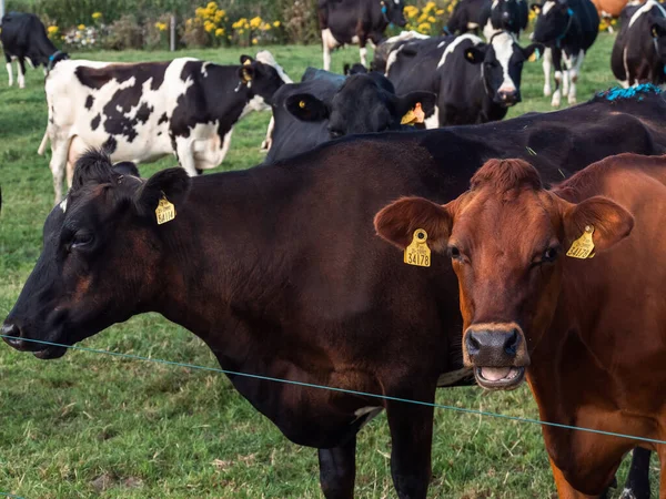 Vacas Sin Cuernos Campo Una Granja Ganadera Irlanda Una Noche —  Fotos de Stock