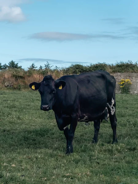 Una Vaca Negra Campo Agrícola Irlanda Verano Vaca Negra Campo —  Fotos de Stock