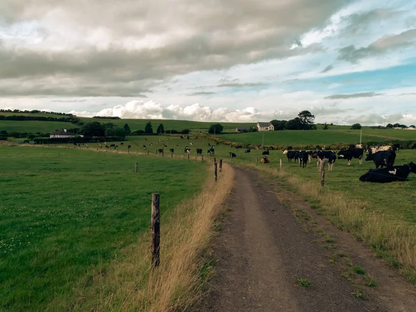 A country road between two farm fields in Ireland in summer. A herd of cows grazing on a green farm pasture. Rustic landscape, cloudy sky. cows on green grass field