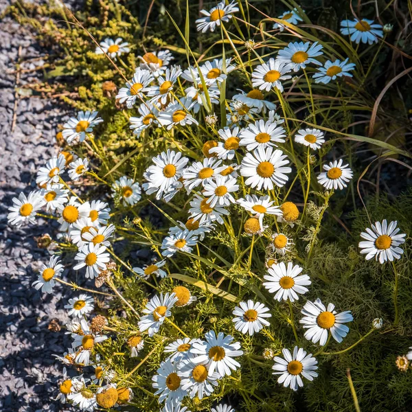 Muitas Flores Brancas Camomila Lindas Flores Silvestres Com Pétalas Brancas — Fotografia de Stock