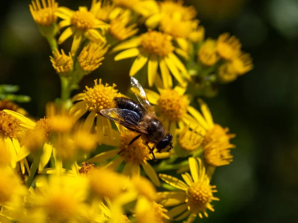A large bee-like fly sits on a yellow flower, macro. Hover flies, also called flower flies or syrphid flies, Syrphidae.