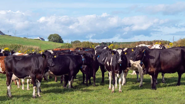A herd of cows on a green pasture of a dairy farm in Ireland. A green grass field and cattle under a blue sky. Agricultural landscape, cow on grass field.
