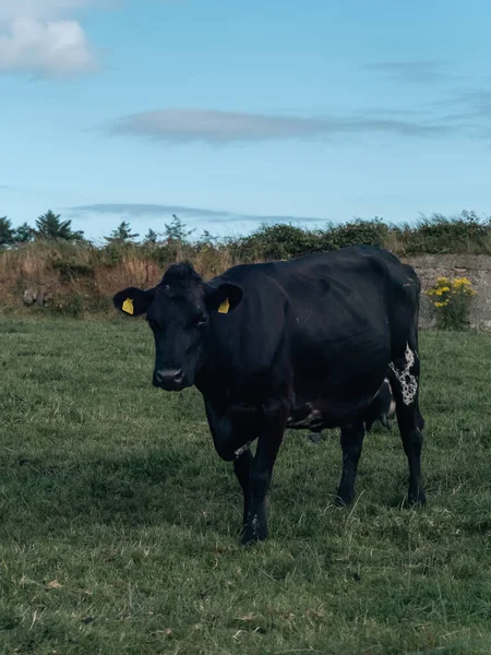 black cow on a farm field in Ireland in the summer. Black cow on green grass field under clouds and blue sky