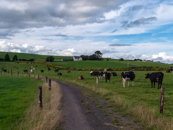 A narrow country road between two farm fields in Ireland in summer. A herd of cows grazing on a green farm pasture. Rustic landscape, cloudy sky. cows on green field
