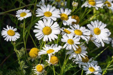 Bir sürü beyaz papatya çiçeği. Beyaz yapraklı güzel kır çiçekleri, doğa. Papatya ya da papatya, papatya benzeri birçok Asteraceae familyasının yaygın adıdır. Beyaz papatya