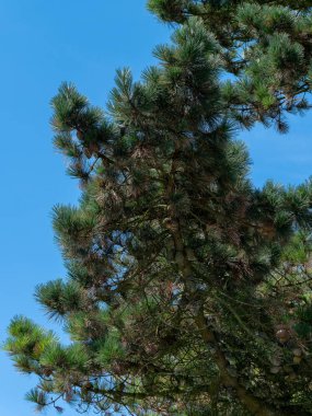 Mavi gökyüzü arka planında kozalaklı kozalaklı bir ağaç dalı. Kozalaklar bir çam dalına tutunur. Gökyüzünün altındaki yeşil ağaç