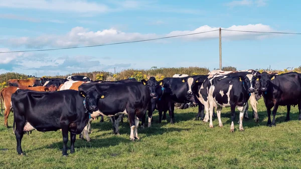 A cows on a green pasture of a dairy farm in Ireland. A green grass field and cattle under a blue sky. Agricultural landscape, cow on green field.