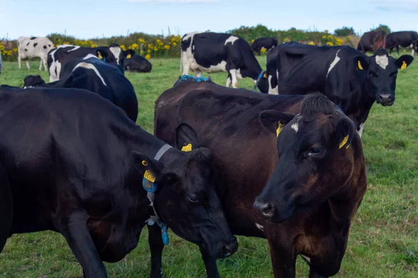A hornless cows in the green pasture of an Irish livestock farm on a summer evening. Black cows on green grass field