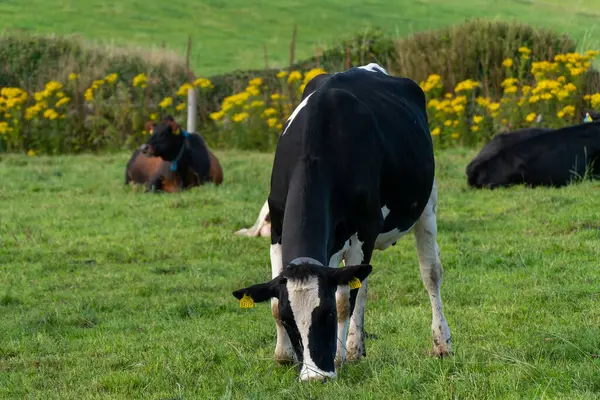 Una Vaca Come Hierba Campo Agrícola Irlandés Verano Paisaje Agrícola —  Fotos de Stock