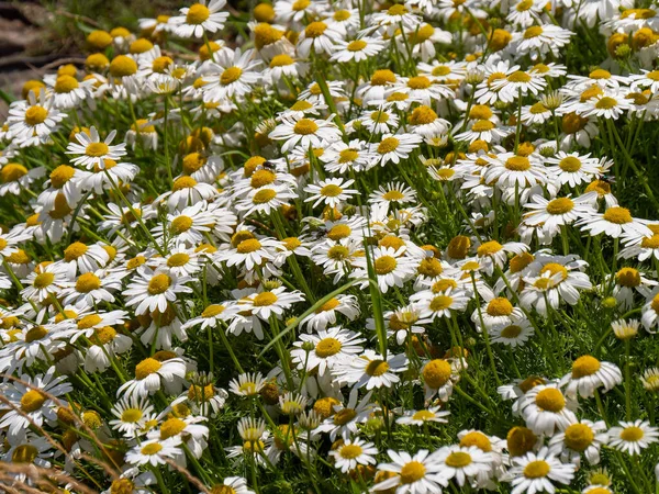 Muitas Flores Camomila Lindas Flores Silvestres Com Pétalas Brancas Natureza — Fotografia de Stock