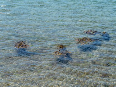 Açık deniz suyundaki yosunlar. Yüksek Açı Deniz Yosunu Görünümü Suda