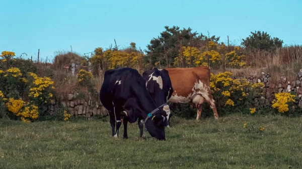 A cows on a green field of a livestock farm in Ireland. Cattle grazing, cow on green grass field.