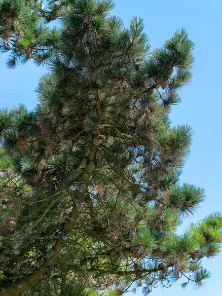Ветвь Хвойного Дерева Конусами Голубом Фоне Неба Конусы Висят Сосновой — стоковое фото