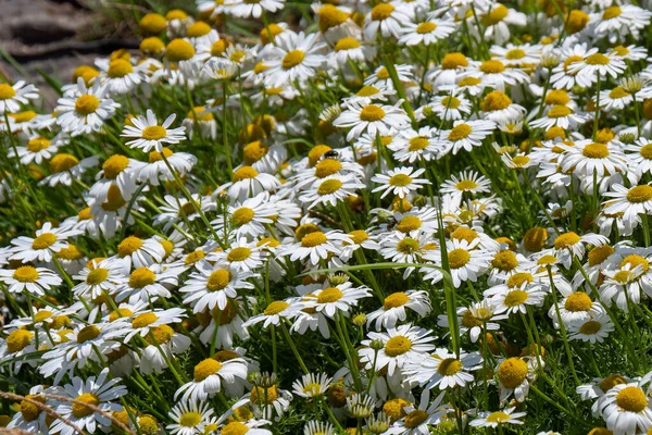 Muitas Flores Margarida Lindas Flores Silvestres Com Pétalas Brancas Natureza — Fotografia de Stock
