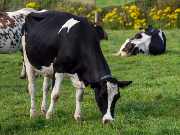 One Black White Cow Eats Grass Irish Farm Field Summer — Stock Photo, Image