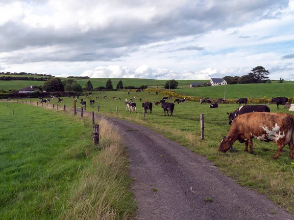 Деревенская Дорога Между Фермерскими Полями Ирландии Летом Стадо Коров Пасущихся — стоковое фото