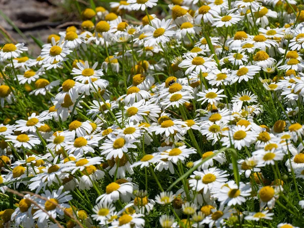 Muchas Flores Blancas Manzanilla Hermosas Flores Silvestres Con Pétalos Blancos — Foto de Stock
