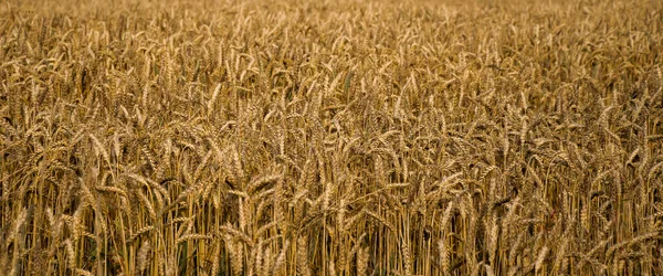 Пшеничное Поле Спелые Колосья Пшеницы Полная Рама Спелые Колоски Пшеничного — стоковое фото