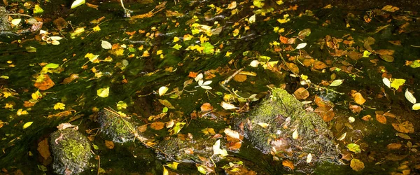 Желтые Осенние Листья Плавают Поверхности Небольшого Ручья Желтые Зеленые Листья — стоковое фото