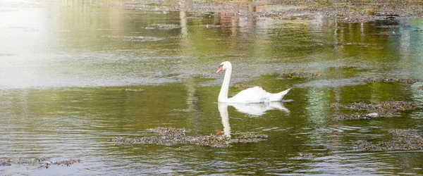 Grande Cisne Está Flutuando Superfície Lagoa Cisne Branco Água — Fotografia de Stock
