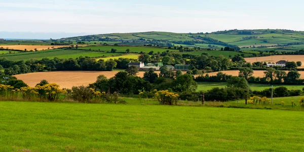 Zöld Tanyák Dombok Este Írországban Vidéki Táj Mezőgazdasági Terület Zöld — Stock Fotó