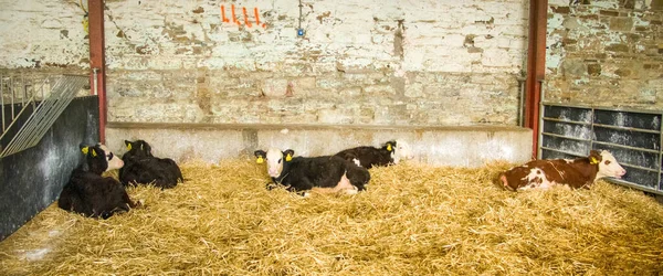 stock image Small calves on straw in a cattle pen on a cattle farm in Ireland. Black and white cow on hay