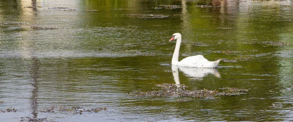 Grande Cisne Branco Está Flutuando Superfície Lagoa Cisne Branco Água — Fotografia de Stock