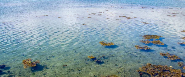 在阳光灿烂的日子里 海藻在清澈的水面上飘浮 — 图库照片