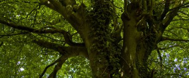 Yeşil yapraklı yeşil ağaç. Yaprak döken bir ağacın dalları ve ağacın gövdesindeki sarmaşık bitkileri..