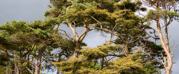 stock image pine coniferous trees, gray cloudy sky, landscape. Green trees under gray clouds