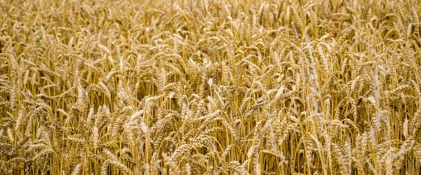 爱尔兰农民田里的黄金小麦特写 麦田背景 — 图库照片