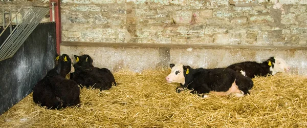 Calves Lie Straw Cattle Pen Cattle Farm Ireland Black White — Stock Photo, Image