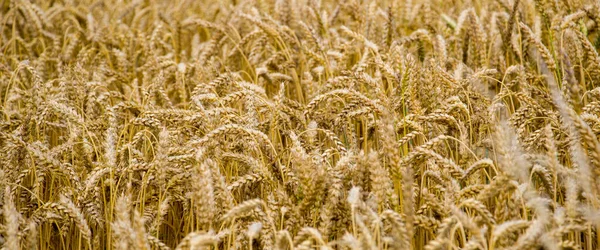 成熟的金黄色麦田特写 田里的麦穗 — 图库照片