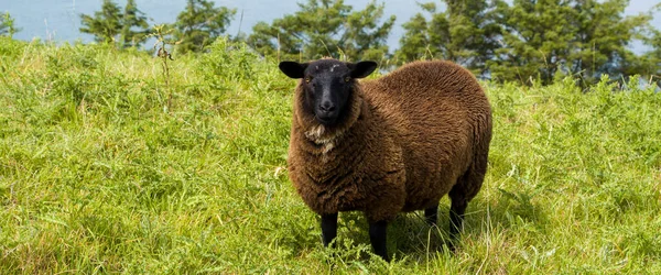 Mouton Brun Moelleux Dans Pâturage Vert Moutons Bruns Sur Herbe — Photo